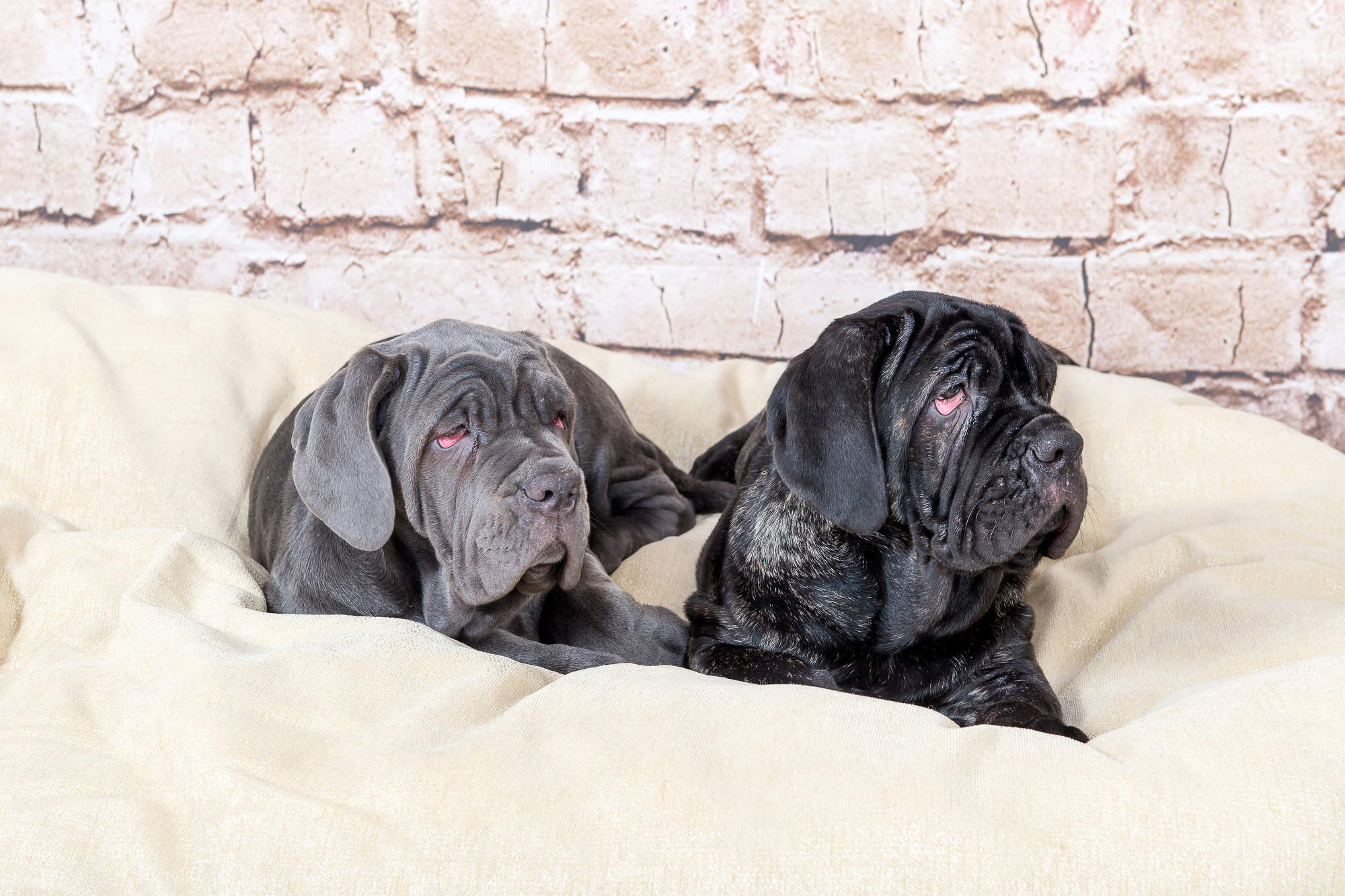 Two mastiff dogs lying on a cream colored blanket in front of a brick wall