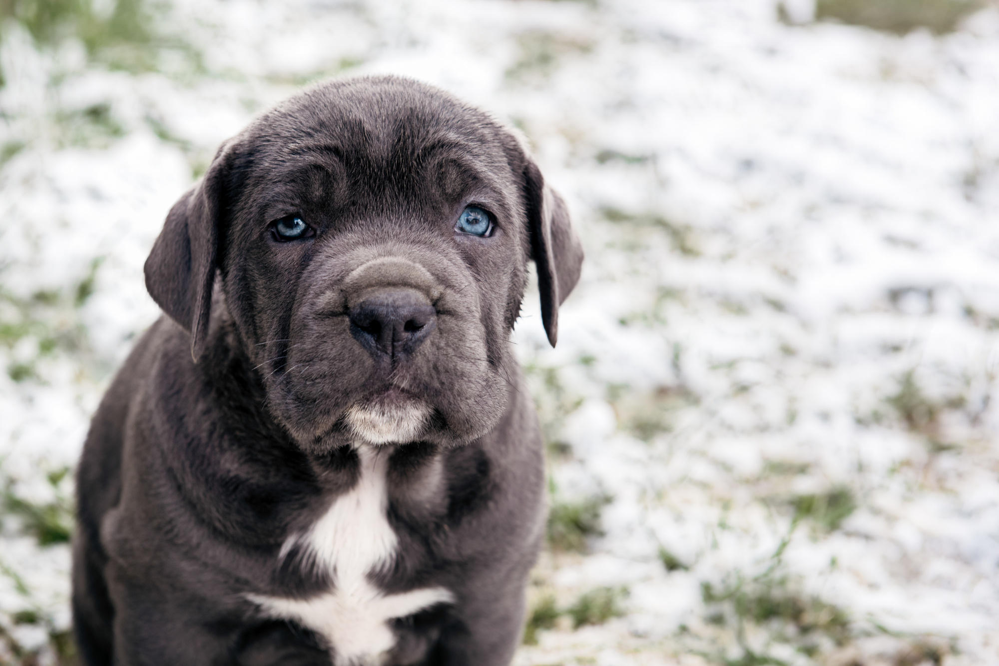 Blue-eyed mastiff puppy looking forward at the viewer